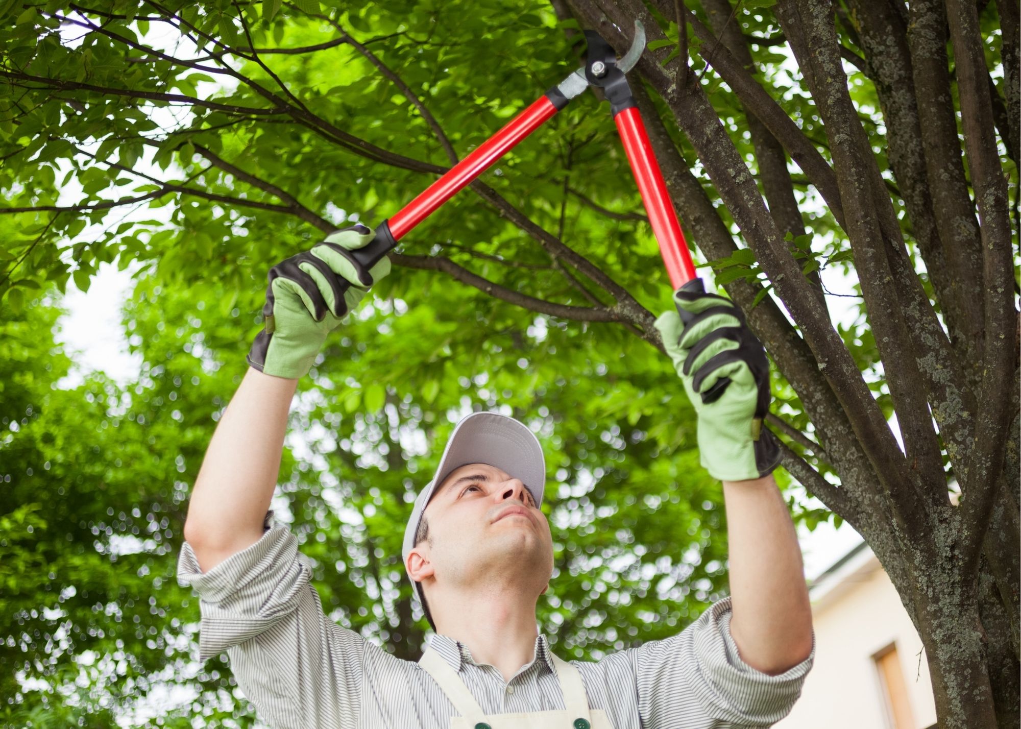Tree Removal Evansville IN