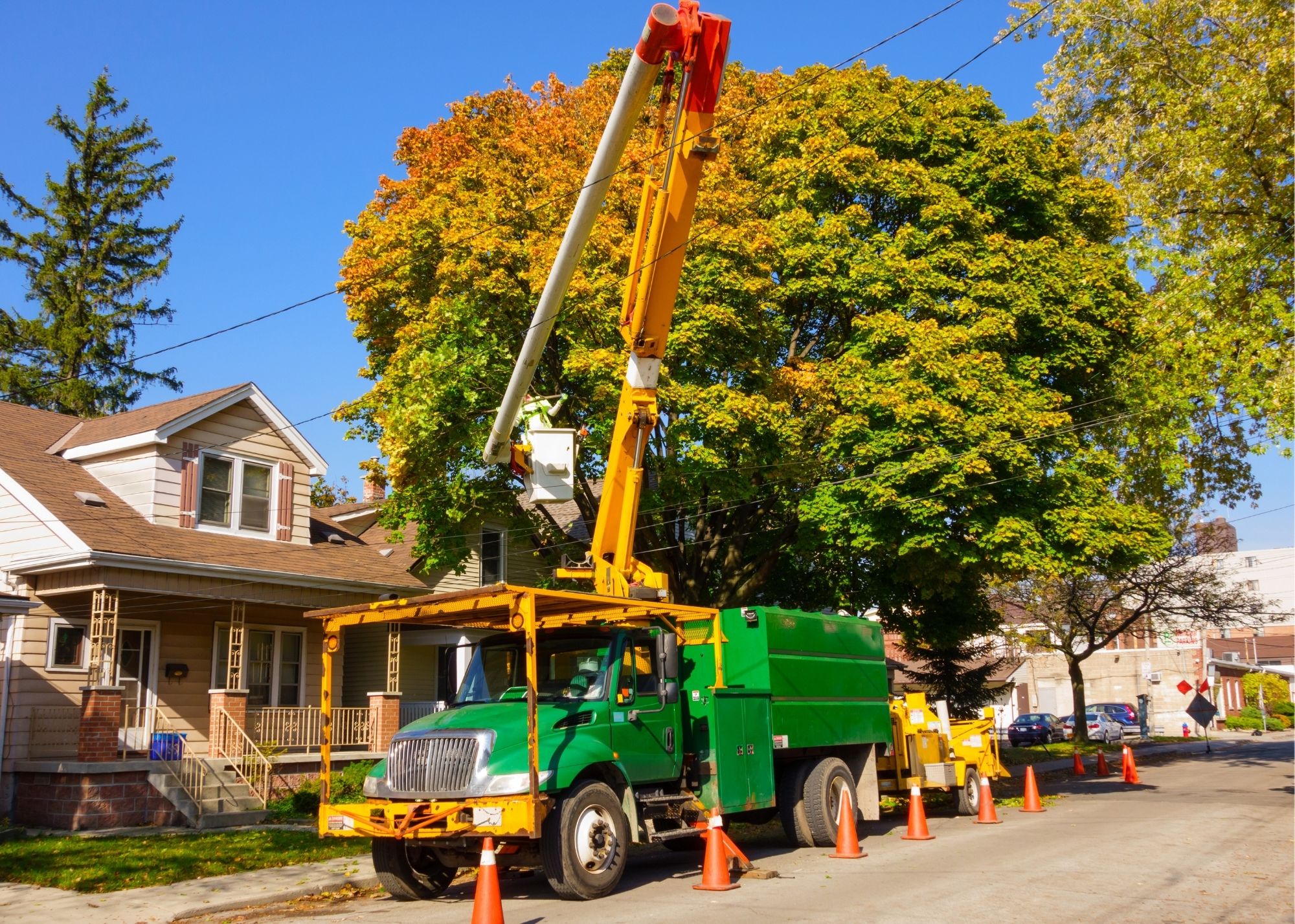 Tree Removal Evansville IN